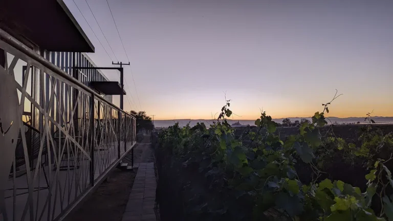 vinedo en aguascalientes