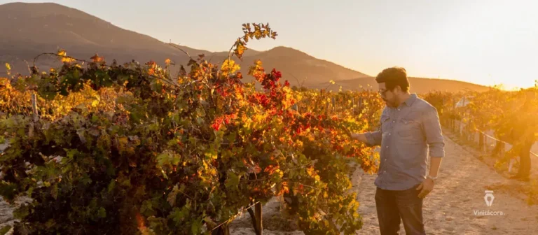 bodegasicaro-valledeguadalupe-bajacalifornia-43