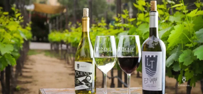 ltvinos-valledeguadalupe-bajacalifornia-53