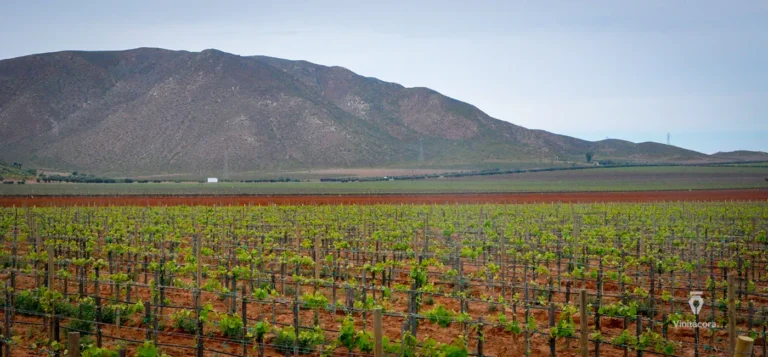 llanocolorado-valledesanvicente-bajacalifornia-1