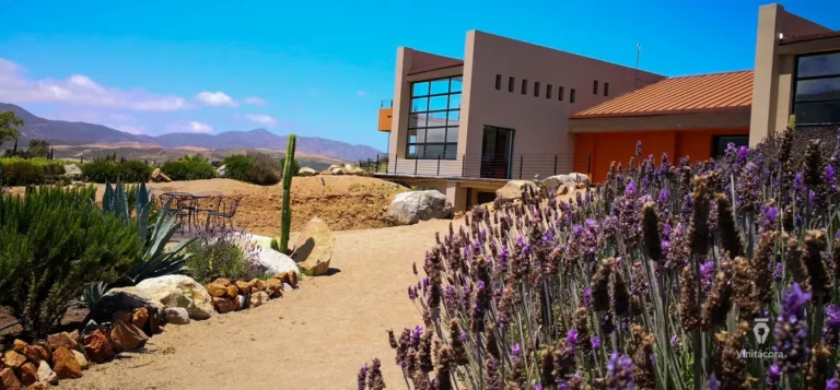 palafoxvinicola-valledelagrulla-bajacalifornia-73