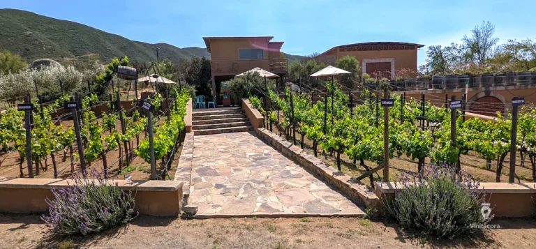 tresvallesvinicola-valledeguadalupe-bajacalifornia-62