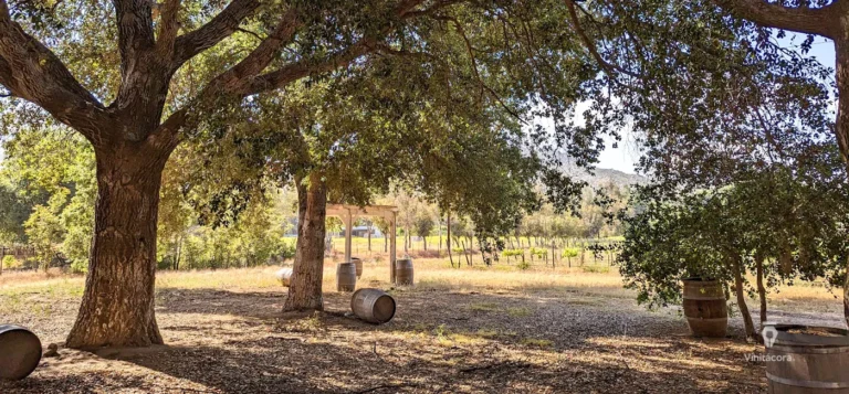 veramendicasavinicola-tecate-bajacalifornia-75