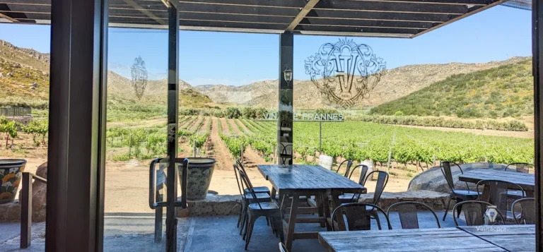 viñadefrannes-valledeguadalupe-bajacalifornia-64